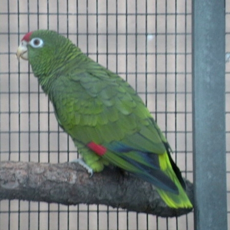 Amazoňan nádherný - Amazona tucumana